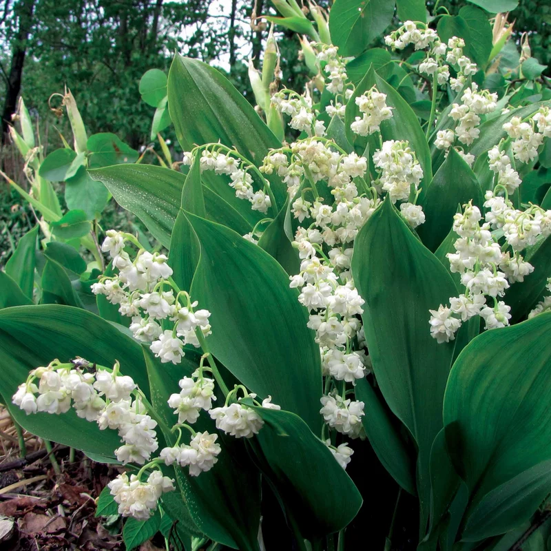 Muguet Prolificans