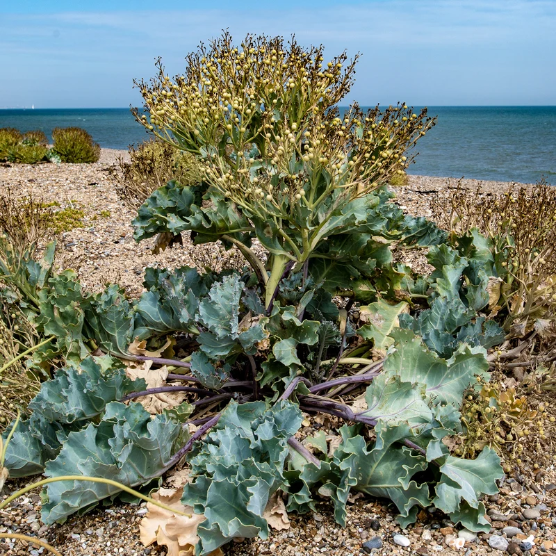 Crambe maritime