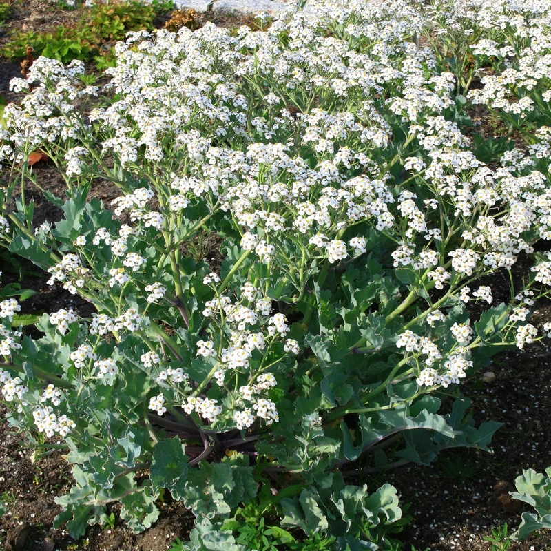 Crambe maritime