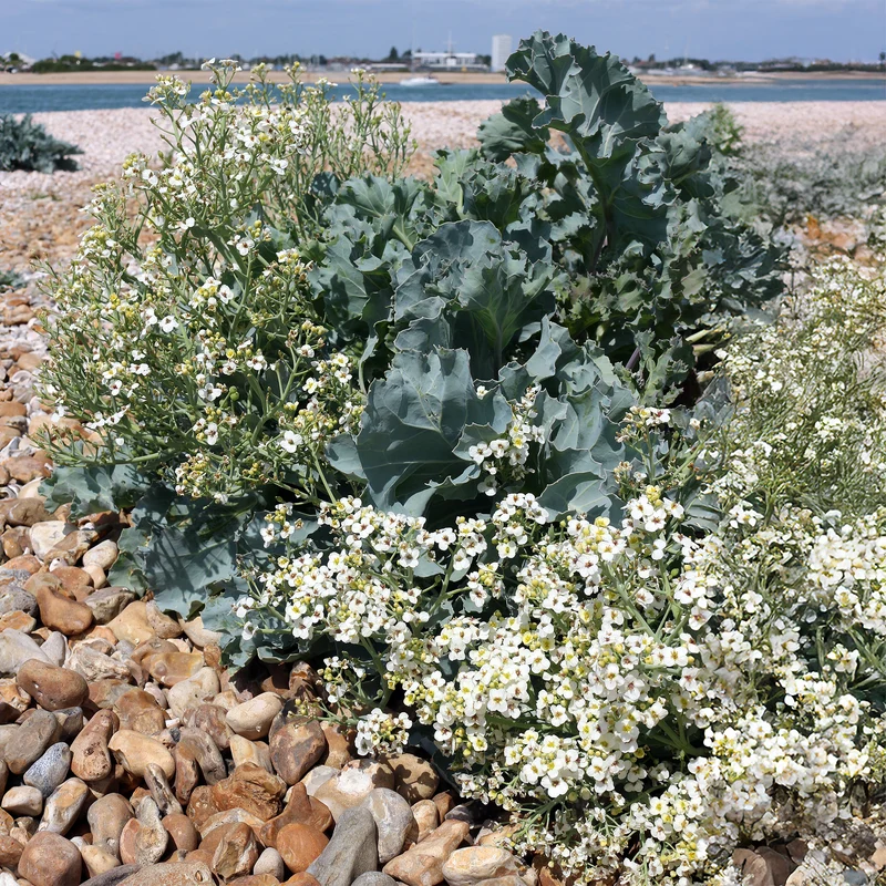 Crambe maritime