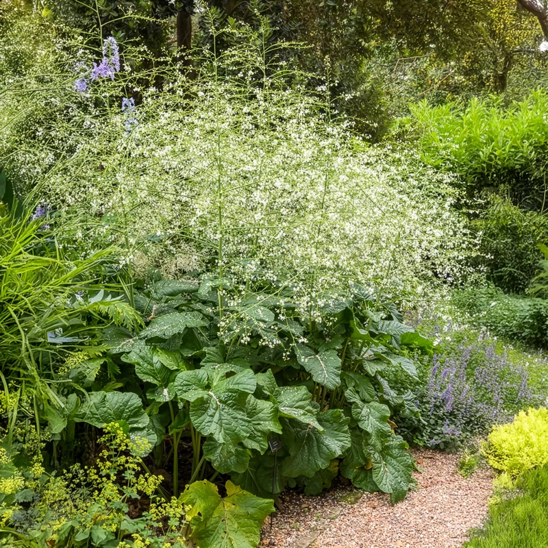 Chou nuage blanc - Crambe
