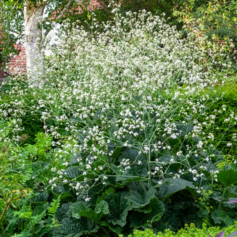 Chou nuage blanc - Crambe