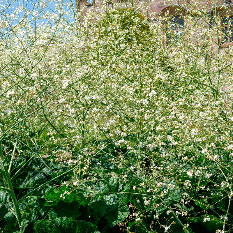 Chou nuage blanc - Crambe