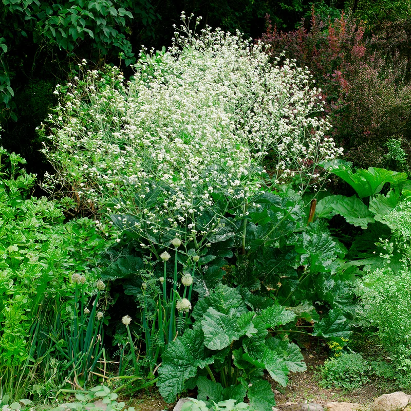 Chou nuage blanc - Crambe