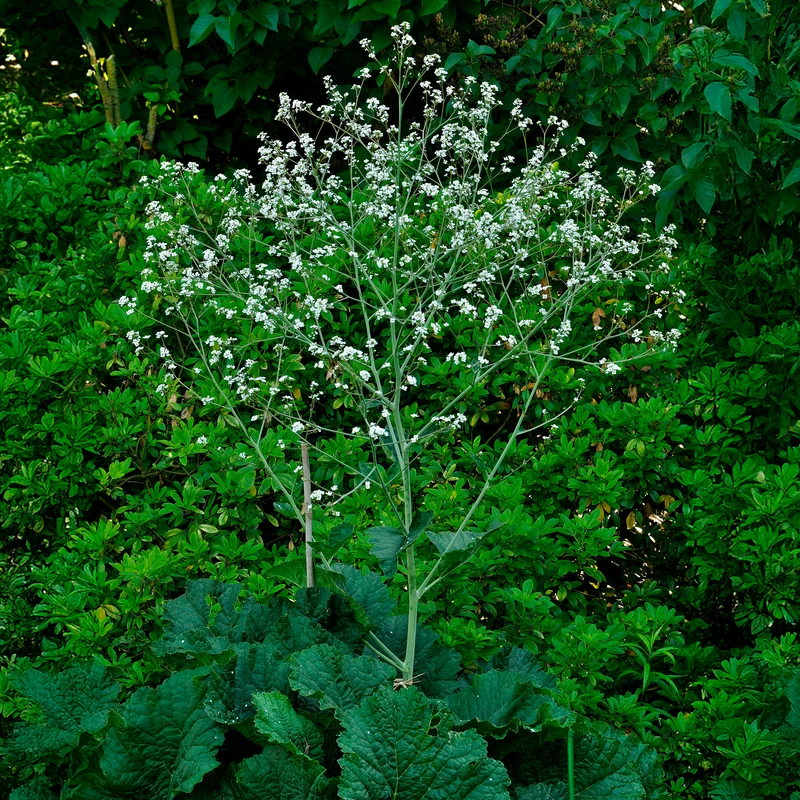 Chou nuage blanc - Crambe