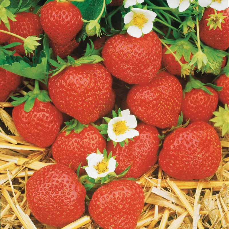 Fraisiers remontants Mara des Bois