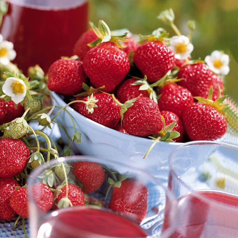 Fraisiers remontants Mara des Bois