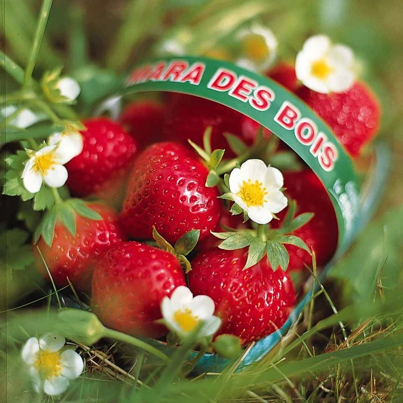 Fraisiers remontants Mara des Bois