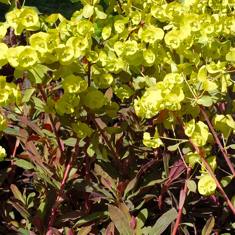 Euphorbe des bois pourpre