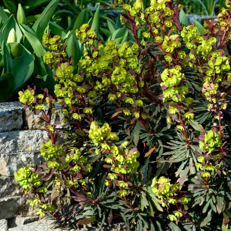 Euphorbe des bois pourpre