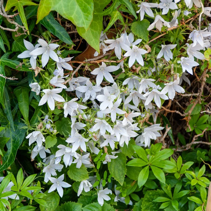 Campanule des murets E.H. Frost