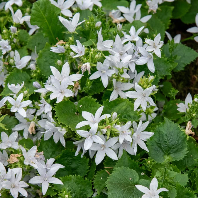 Campanule des murets E.H. Frost
