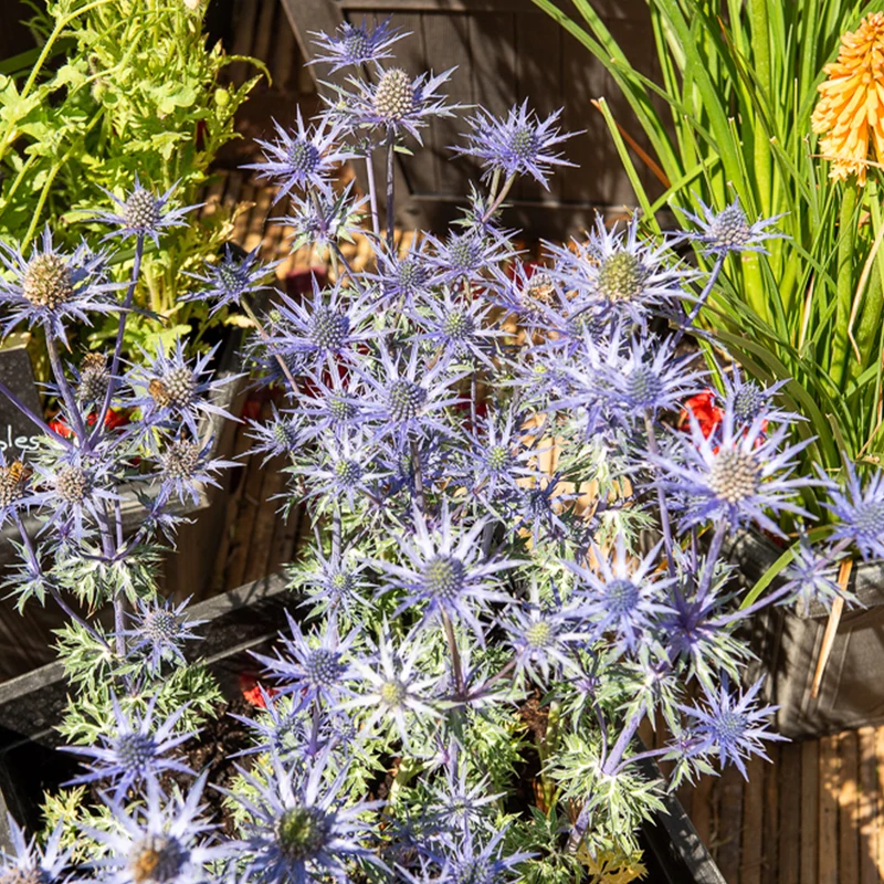 Panicaut maritime Lapis Blue