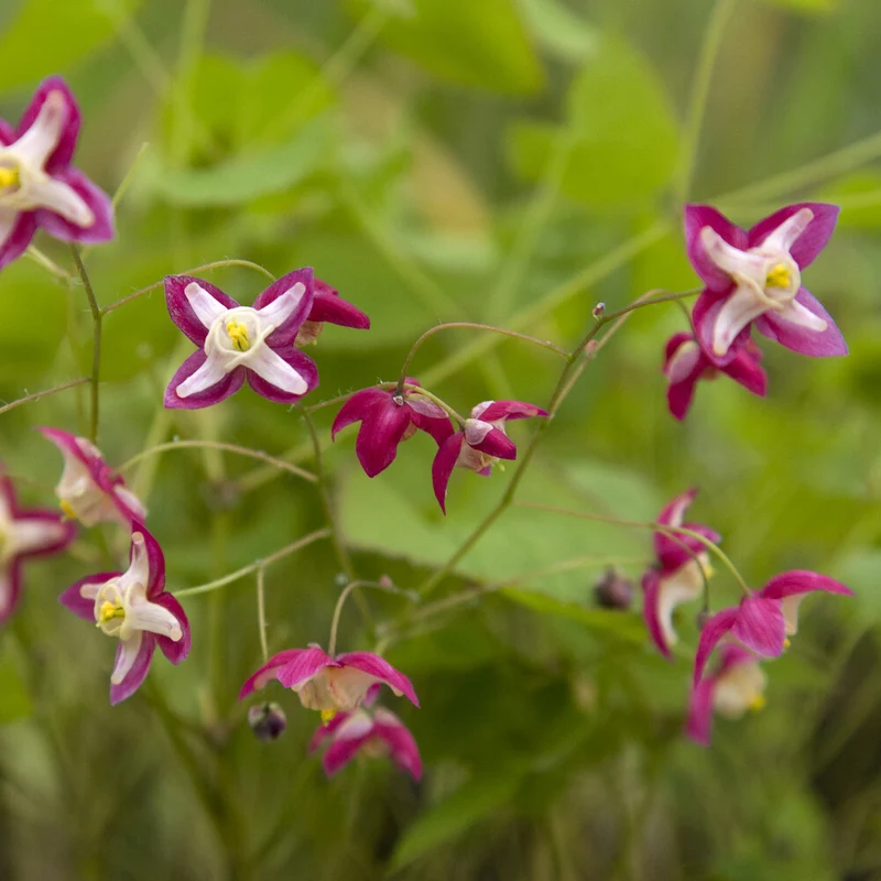 Epimedium rouge