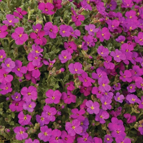 Aubriète Regado Red