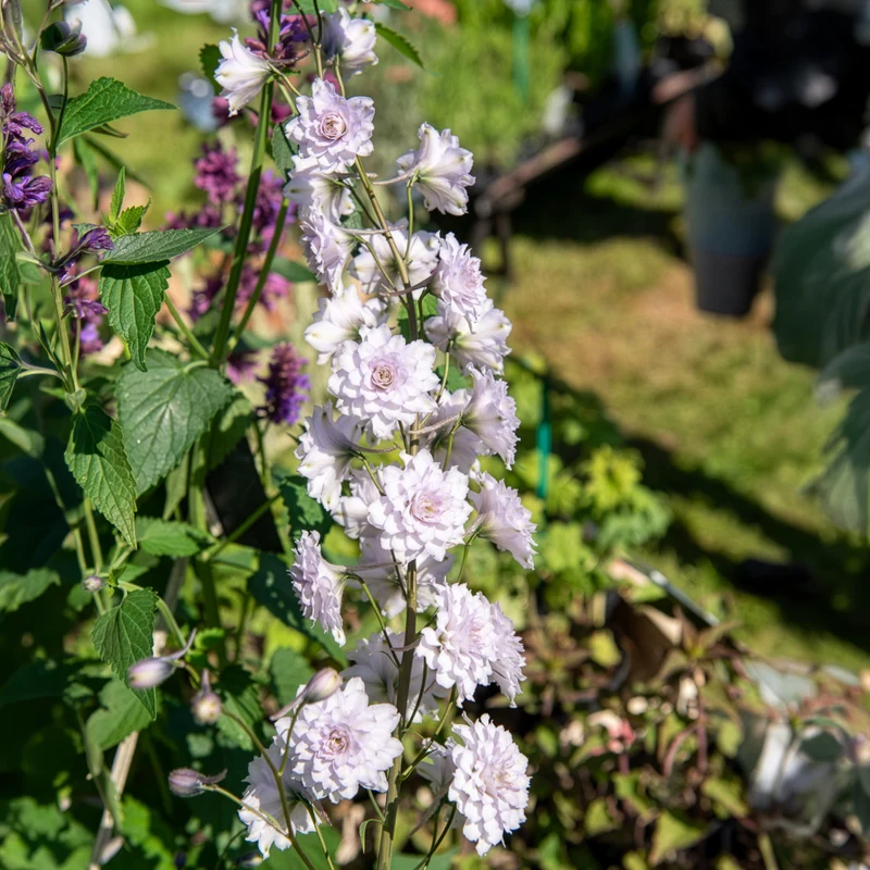 Delphinium Highlander® Cha-Cha