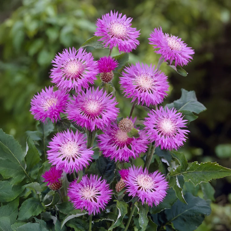 Centaurée rose John Coutts