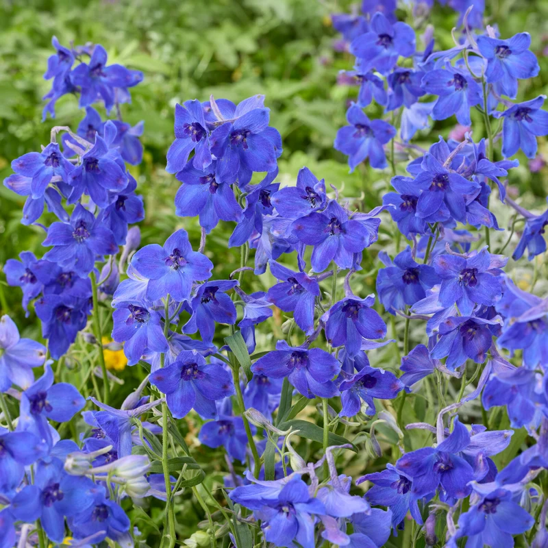 Delphinium Volkerfrieden