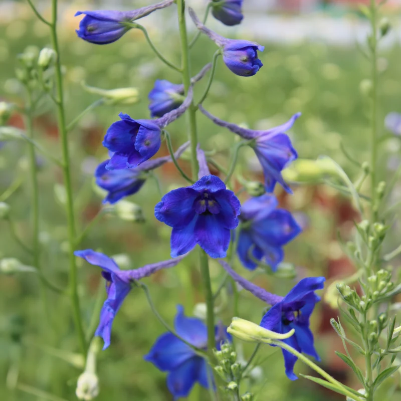 Delphinium Volkerfrieden