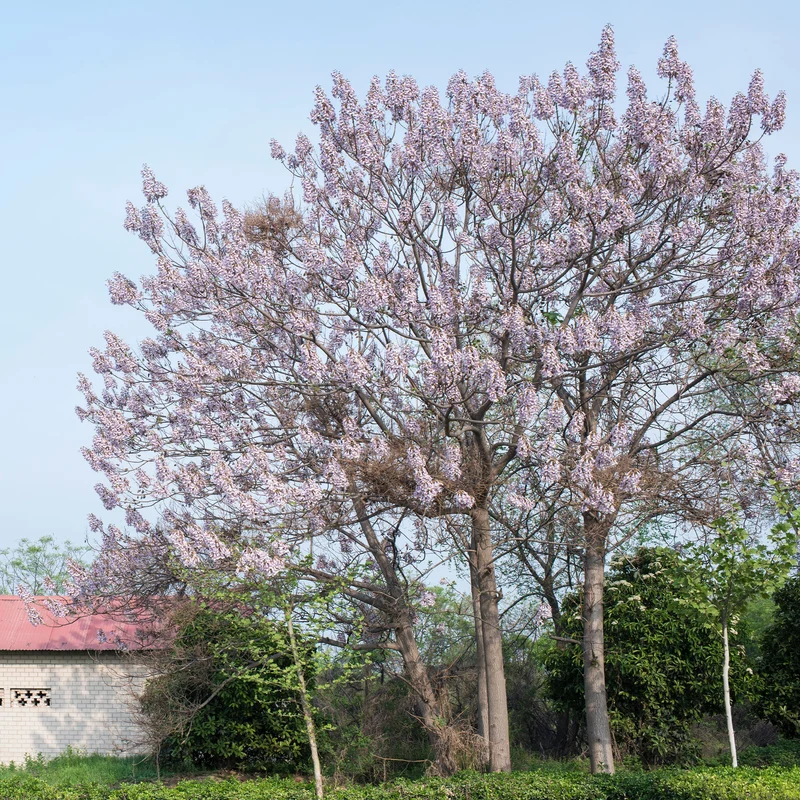 L'Arbre impérial - Paulownia