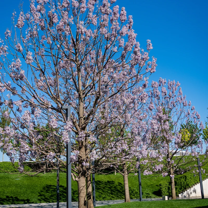 L'Arbre impérial - Paulownia