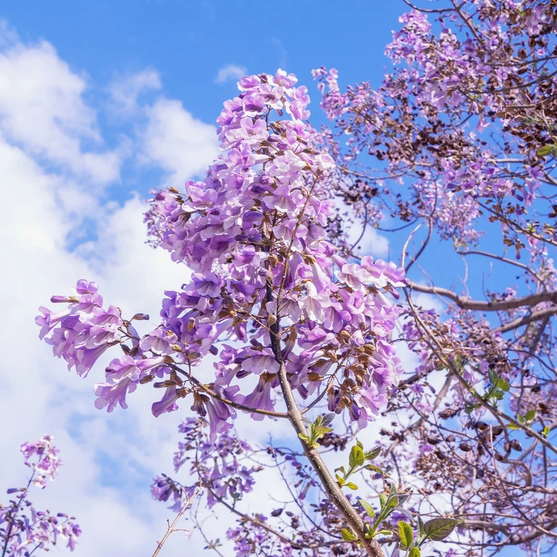 L'Arbre impérial - Paulownia