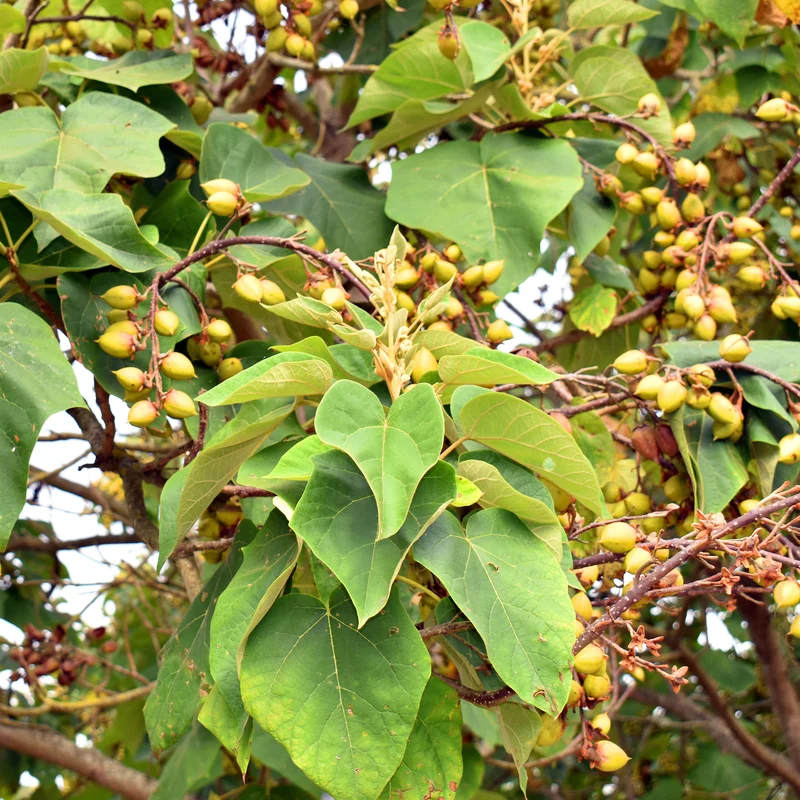 L'Arbre impérial - Paulownia