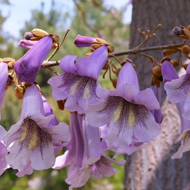 L'Arbre impérial - Paulownia