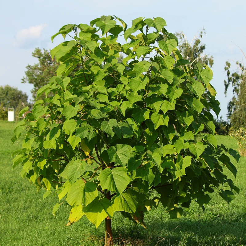 L'Arbre impérial - Paulownia