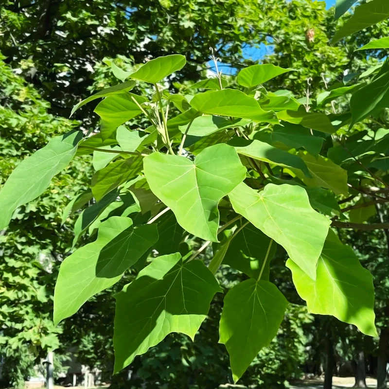 L'Arbre impérial - Paulownia