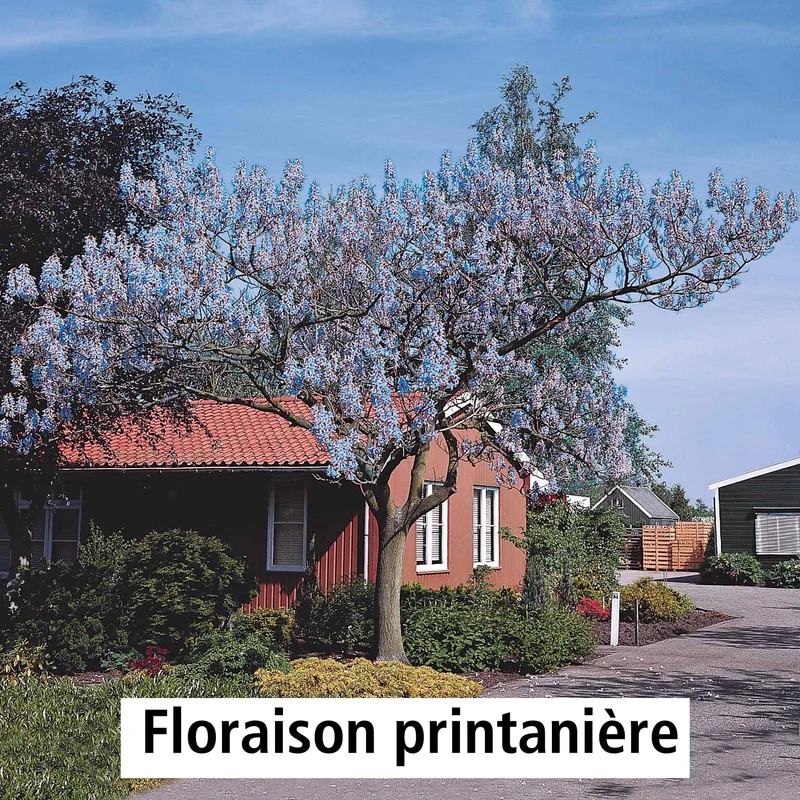 L'Arbre impérial - Paulownia