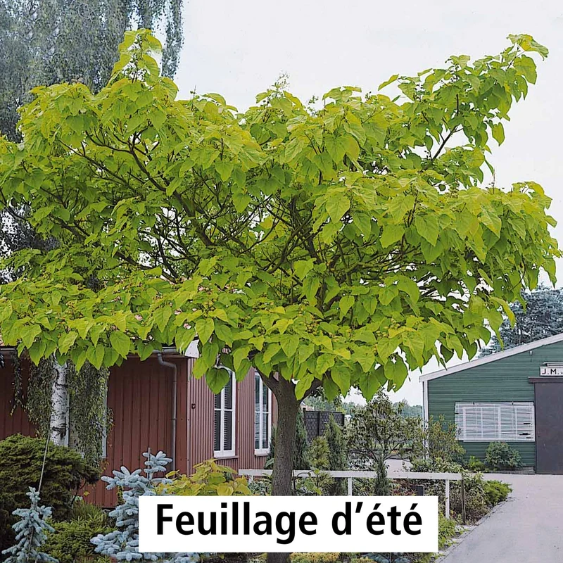 L'Arbre impérial - Paulownia