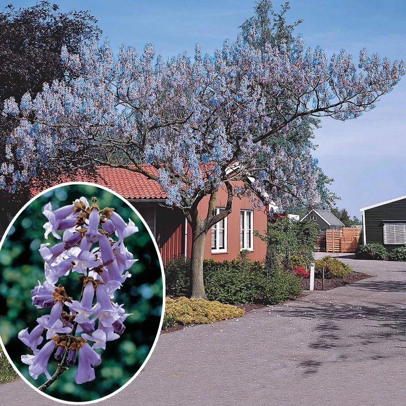 L'Arbre impérial - Paulownia