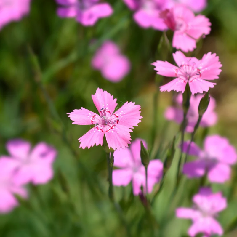 Œillet à delta Rosea