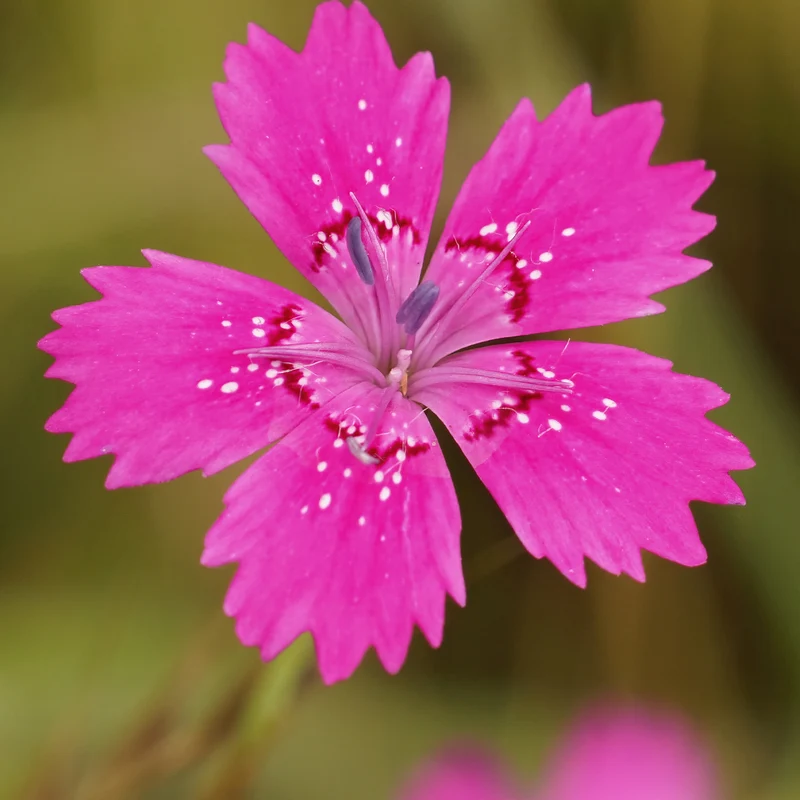 Œillet à delta Rosea