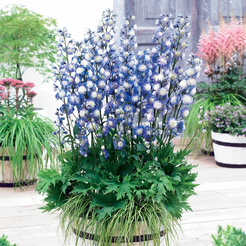Delphinium Highlander® Bolero