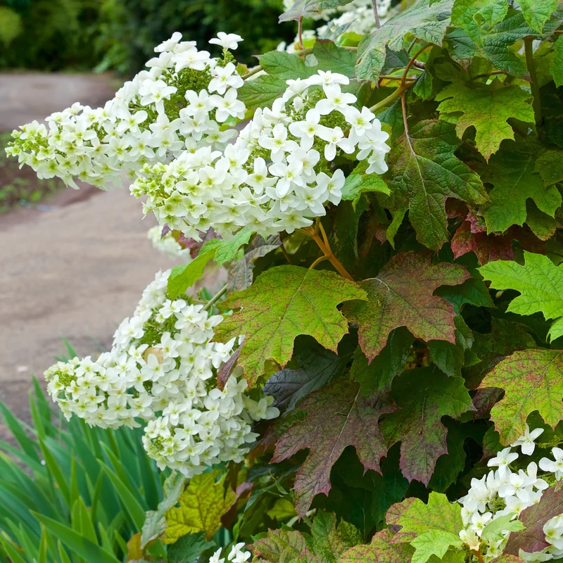Hortensia à feuilles de chêne