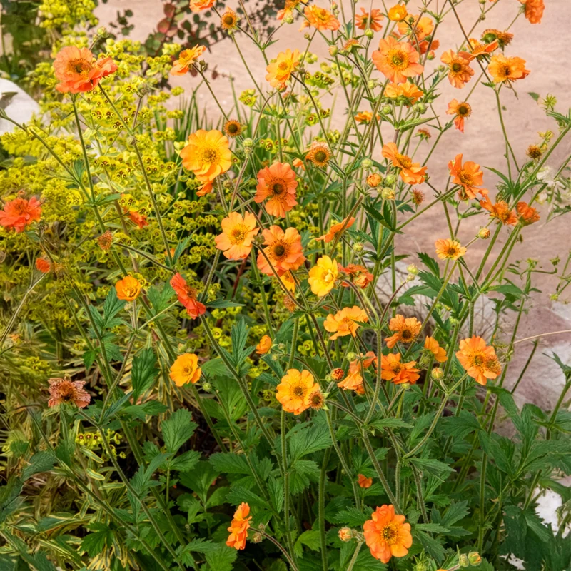 Benoîte Totally tangerine