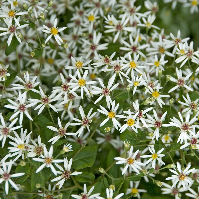 Aster divariqué
