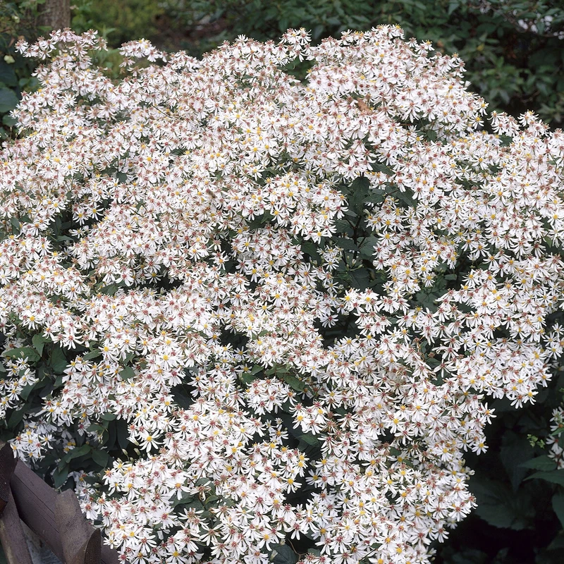 Aster divariqué
