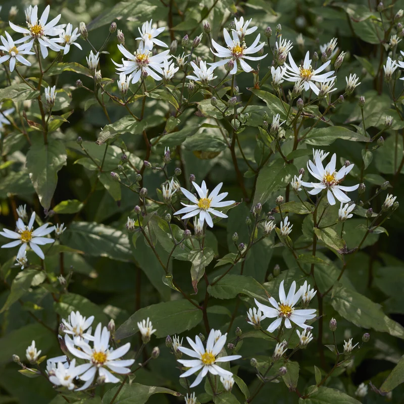 Aster divariqué