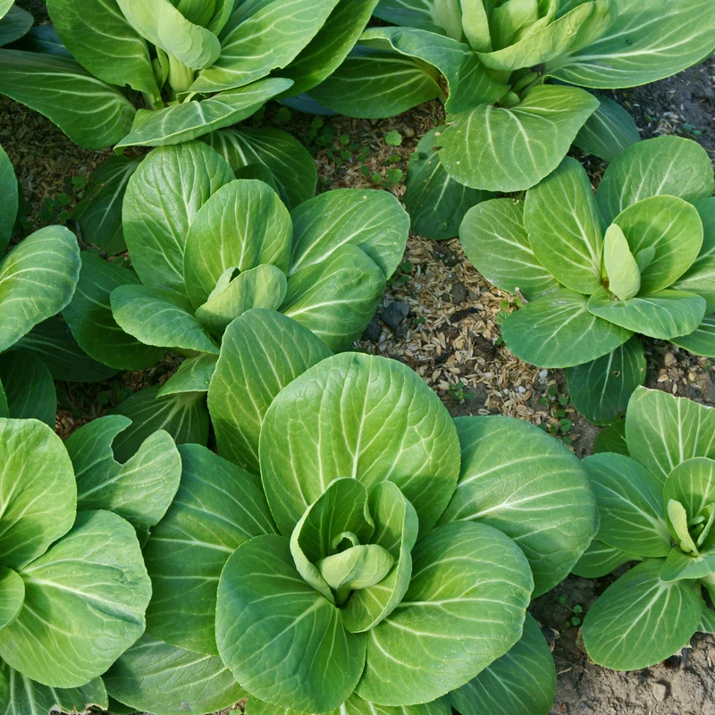 Chou de Chine Pak-choi Green Fortune F1