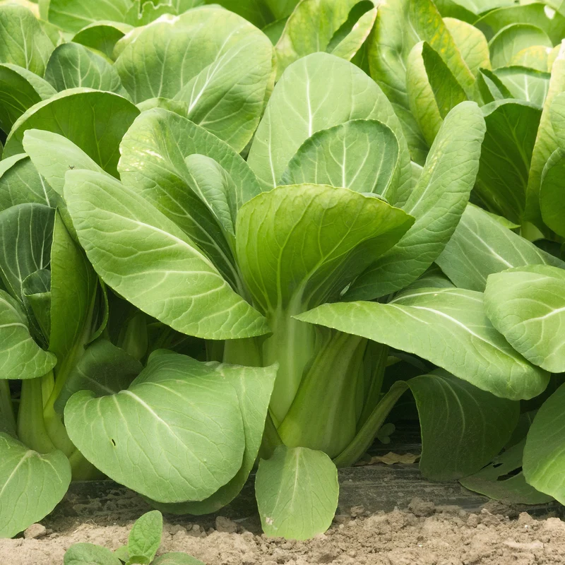 Chou de Chine Pak-choi Green Fortune F1