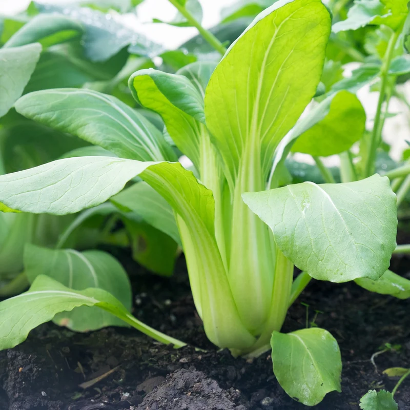 Chou de Chine Pak-choi Green Fortune F1