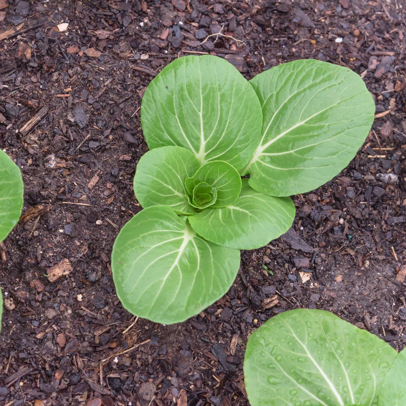 Chou de Chine Pak-choi Green Fortune F1