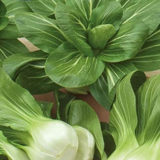 Chou de Chine Pak-choi Green Fortune F1
