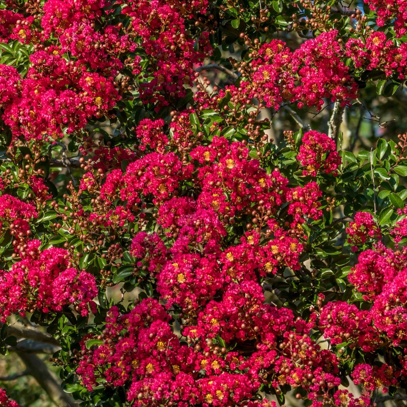 Lilas des Indes rouge