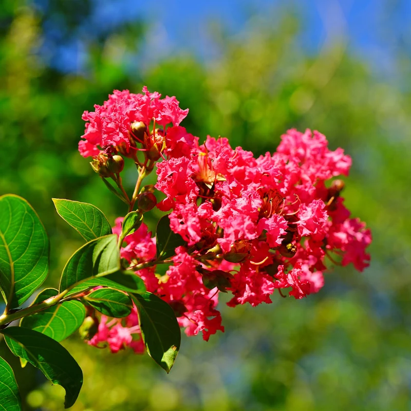 Lilas des Indes rouge