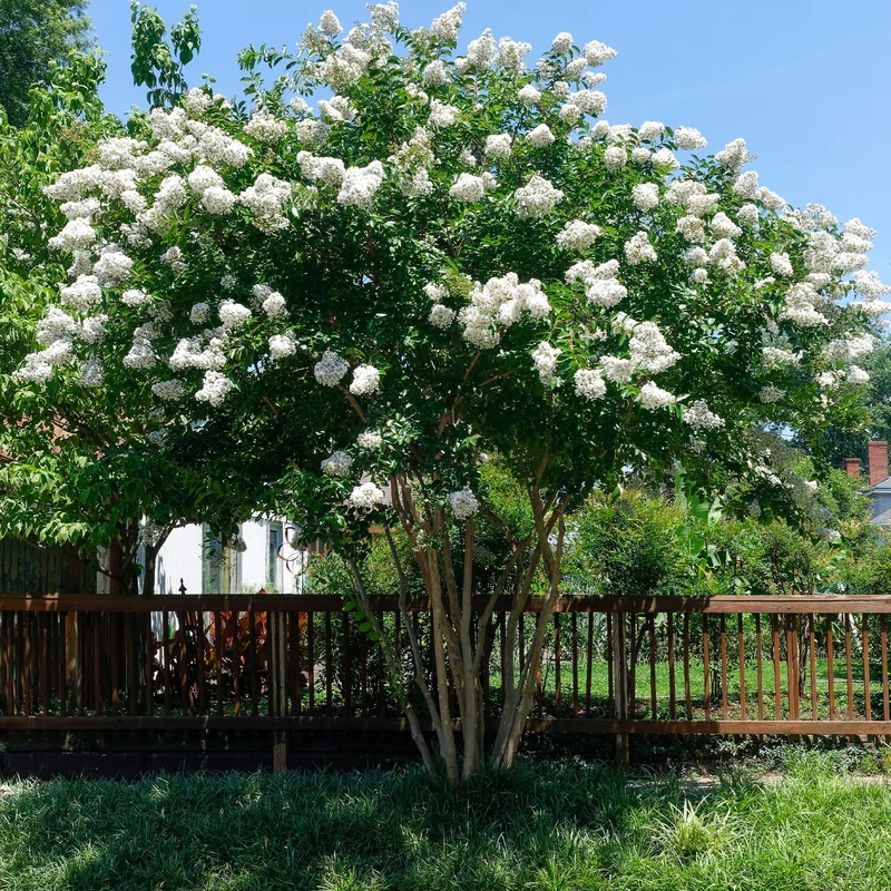 Lilas des Indes blanc