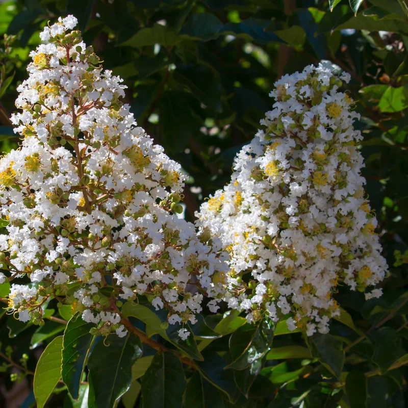 Lilas des Indes blanc